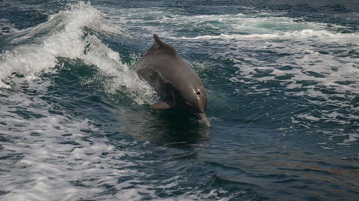 Oman Delfin I Vandet Dhow Cruise Khasab Musandam Halvøen