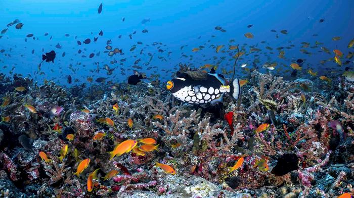 Maldiverne Como Maalifushi Clown Triggerfish