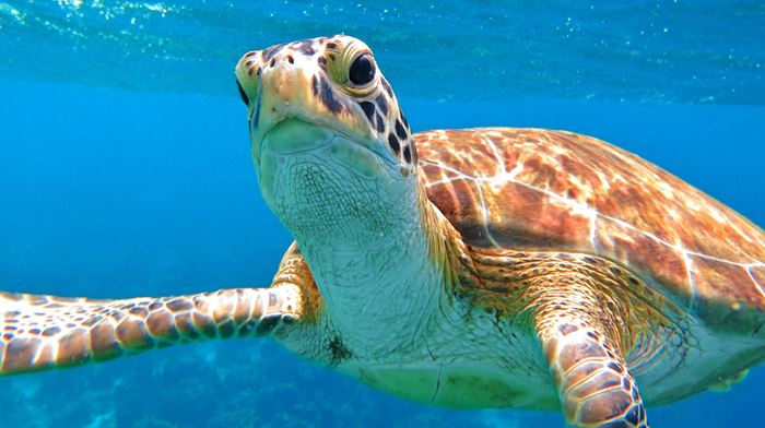 Maldiverne Havsklidpadde Snorkling Dykning