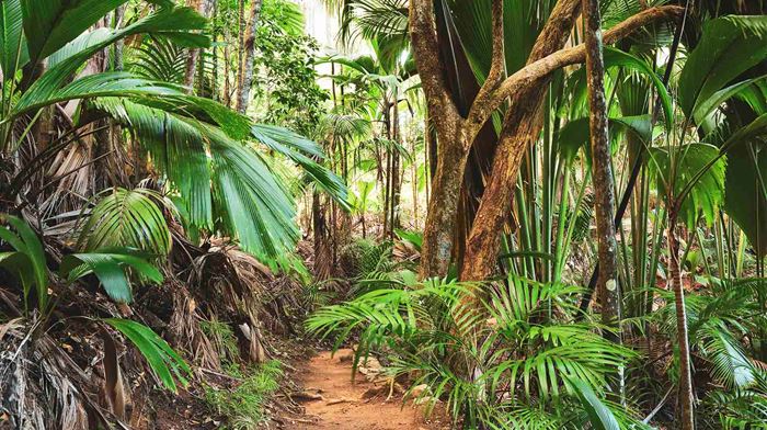 Seychellerne Vallée De Mai Sti I Jungle 