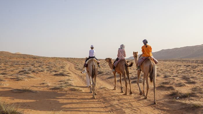 Oman Ørken Tre Mand På Kameler