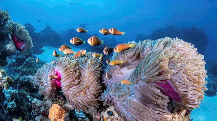 Maldiverne Como Maalifushi Clownfish