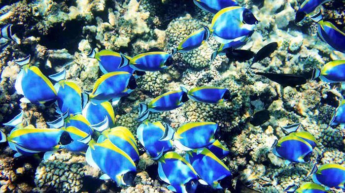 Seychellerne Rev Med Farverige Fisk 