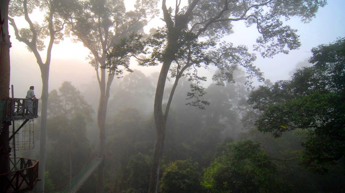 Malaysia, Borneo, Danum Valley Canopy View