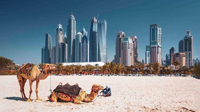 Dubai Kameler på strand Skyline