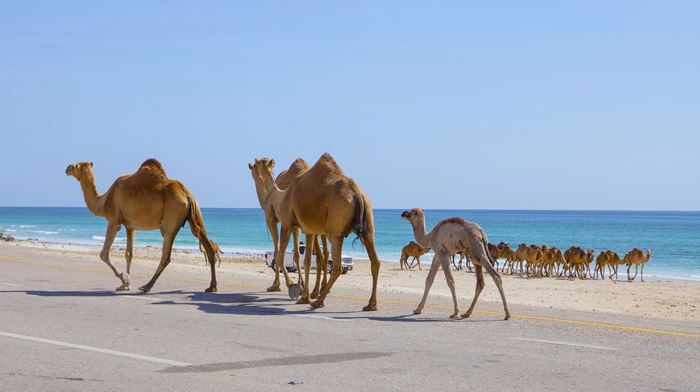 Oman Salalah Kameler Går På Strand