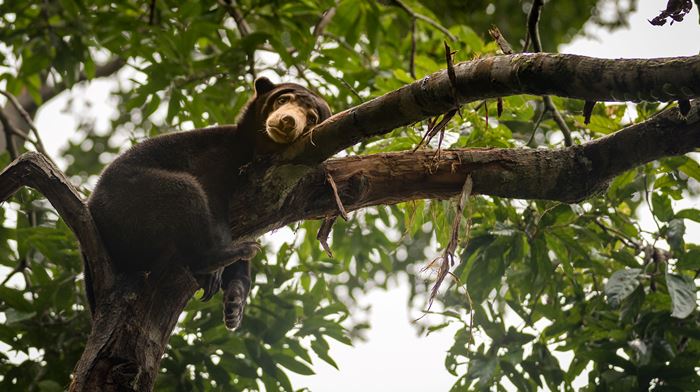 Malaysia, Borneo, sovende Solbjørn i træ