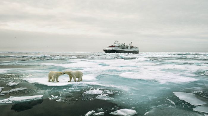 Isbjørne på isflage med skib i baggrunden