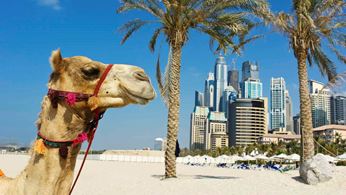 Dubai Kamel på strand med Dubai i baggrunden
