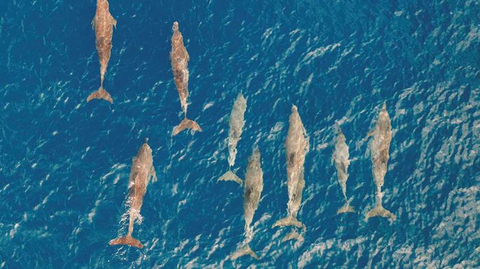 Maldiverne Soneva Fushi Delfiner