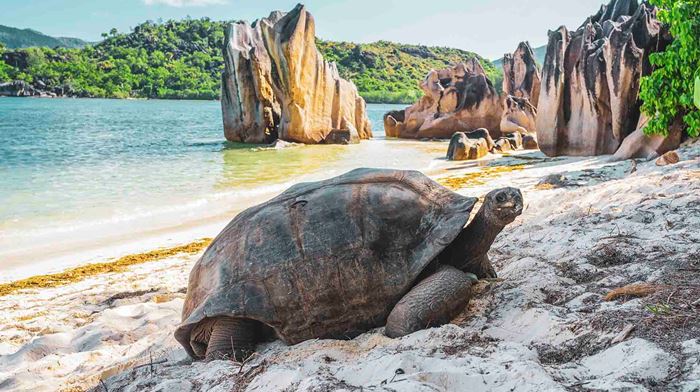 Seychellerne Aldabra Kæmpe Skildpadde Ligger På Strand 
