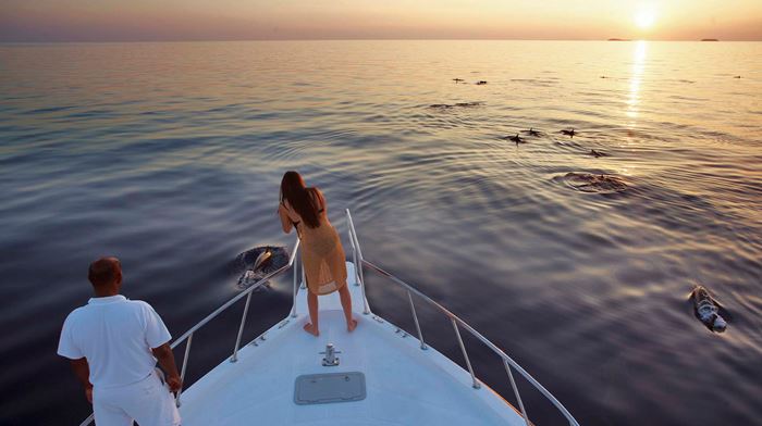 Maldiverne Soneva Fushi Dolphin Cruise