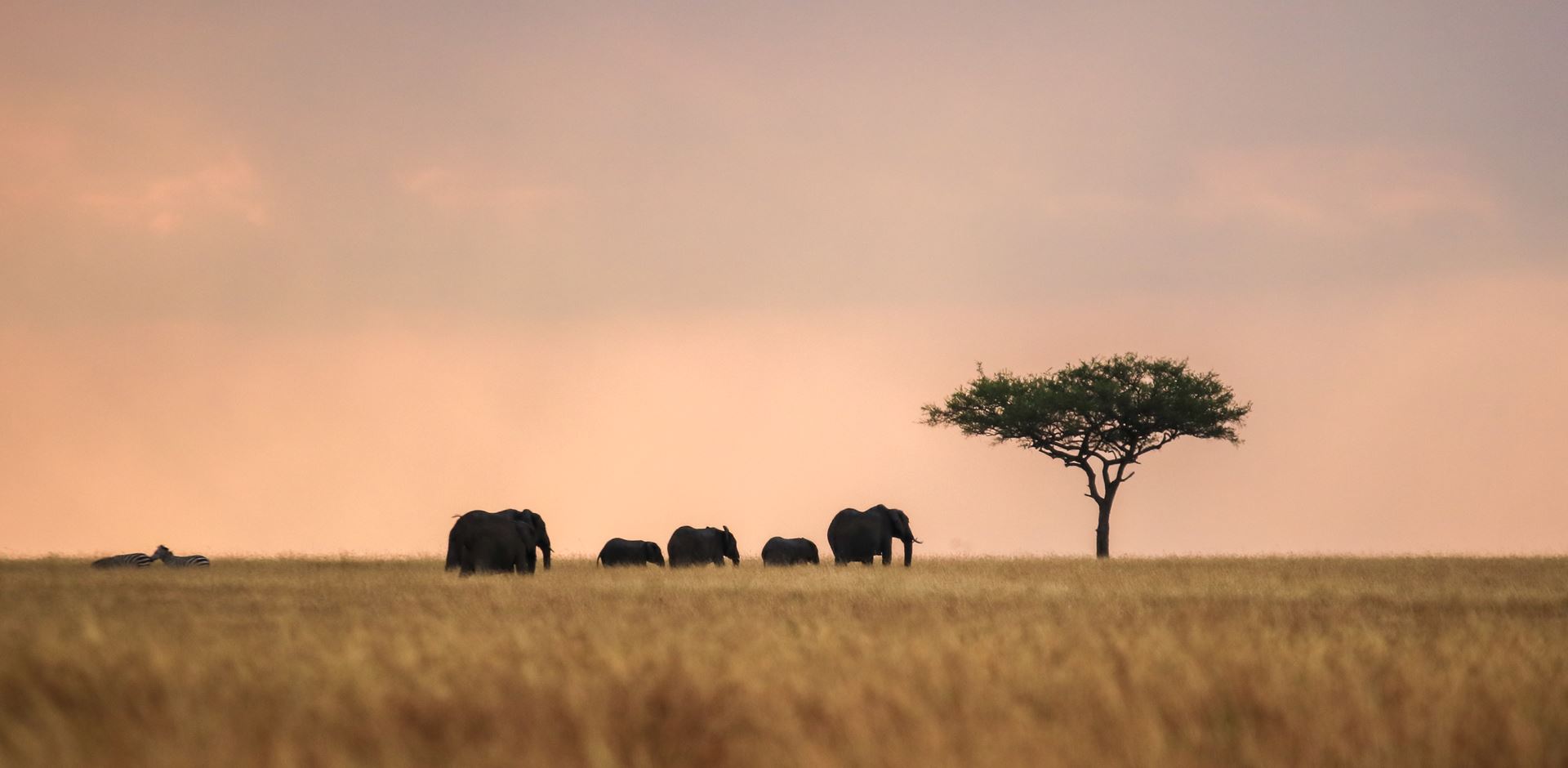 Afrika Kenya Savanne