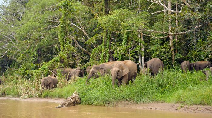 Malaysia, Borneo, Pygmæ Elefanter ved flod