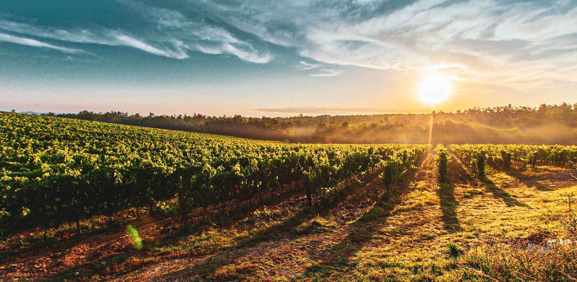 Bella Vista By Profil Rejser – Destinationer – Italien vinmark solnedgang