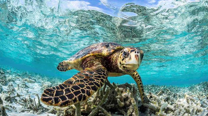 Maldiverne Como Maalifushi Hawksbill Turtle