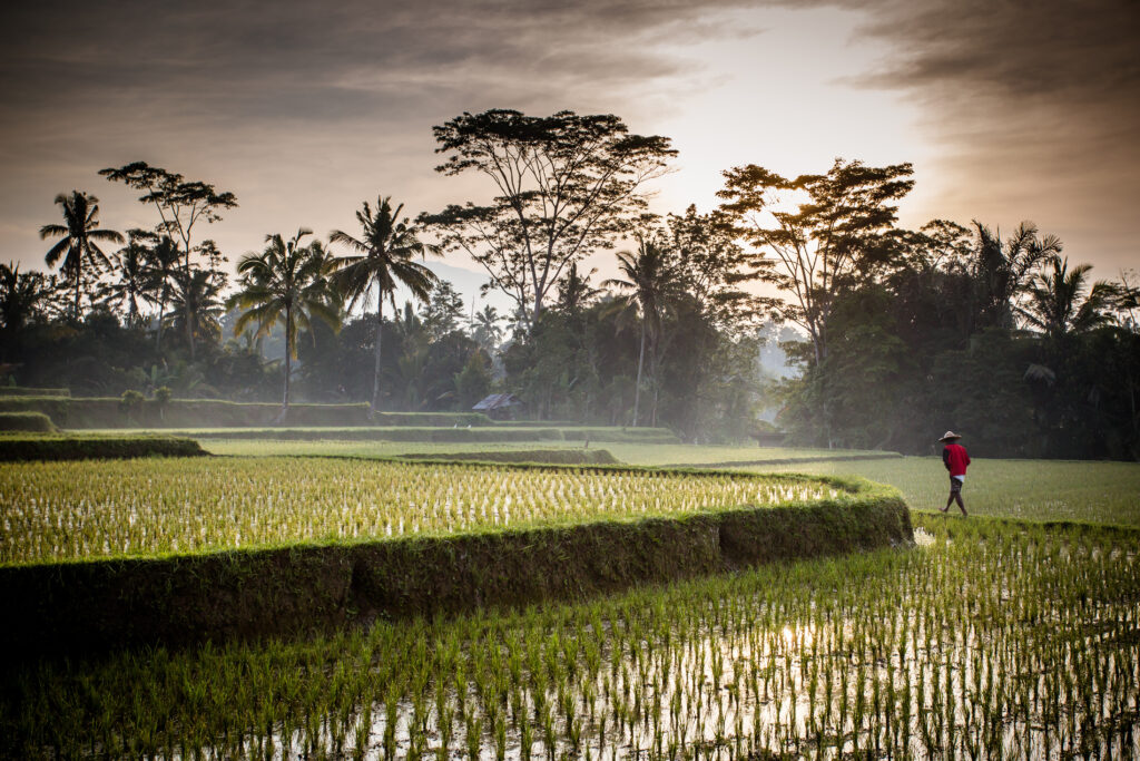 Indonesien Bali Ubud Essensen Af Ubud, Rismarker