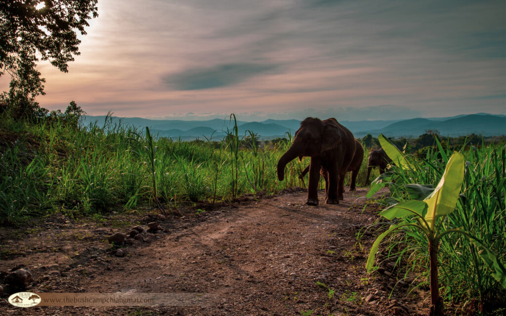 Thailand, Chiang Mai, The Bush Camp, Elephants Evening