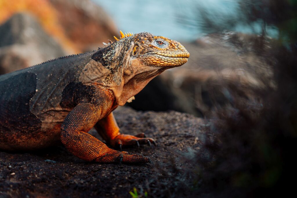Landleguan på Galapagos – Hurtigruten ekspeditionsrejse i Ecuador
