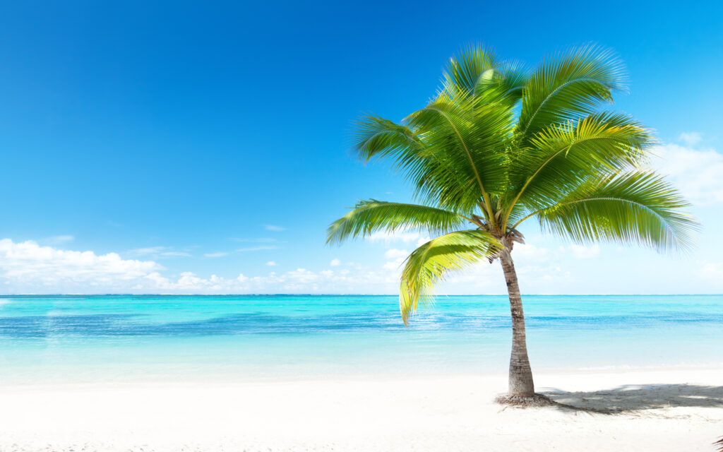 caribien sand strand palme